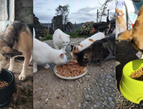 O Concello de Río agradece a doazón de seis palés de alimento para animais tras os incendios